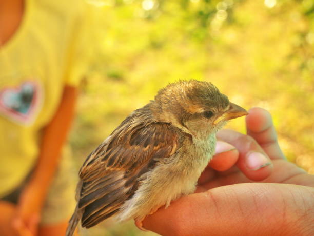 istock Selective focus shot of a sparrow perched on a hand 1304189554