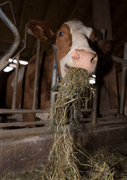 istock Animal feeding in the cowshed 1304190736