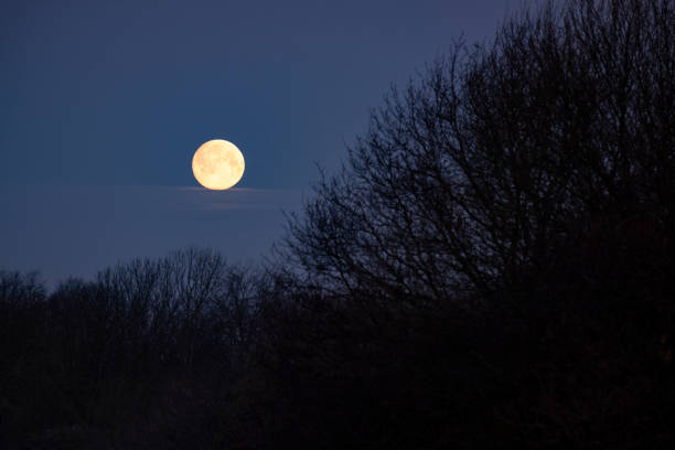 istock Full Moon in Dawn Sky Over Woodland 1304191478