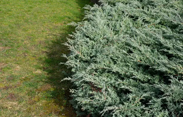 Photo of has a sensational, blue, yellow, green, gray color. The color of the trunk is grayish. In the form of a shrub, it grows slowly and irregularly to approximately the same height and width. bunch by lawn