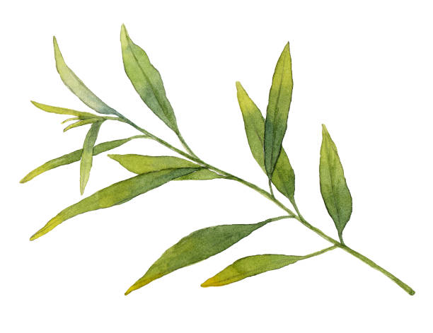 istock Green branch in watercolor. Hand drawn illustration. Isolated on white background. 1304193976
