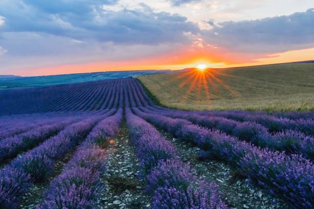 istock Close up Lavender flower blooming scented fields in endless rows on sunset. Selective focus on Bushes of lavender purple aromatic flowers at lavender fields 1304194018
