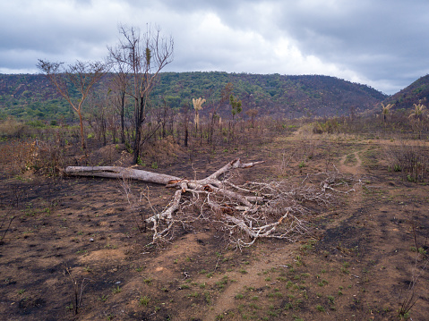 Panoramic aerial view of cut tree on sunny  summer day in the Amazon rainforest, Para, Brazil. Illegal burned forest in the background. Concept of deforestation, ecology, environment, agriculture.