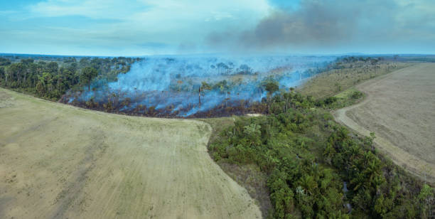 Illegal fire burn forest trees in the Amazon rainforest, Brazil. Aerial view of deforestation area for pasture, livestock and agriculture soy farm. Concept of ecology, environment and climate change. Illegal fire burn forest trees in the Amazon rainforest, Brazil. Aerial view of deforestation area for pasture, livestock and agriculture soy farm. Concept of ecology, environment and climate change. climate crisis photos stock pictures, royalty-free photos & images