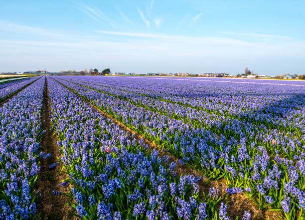 large Field of hyacinths in perspective, the Netherlands