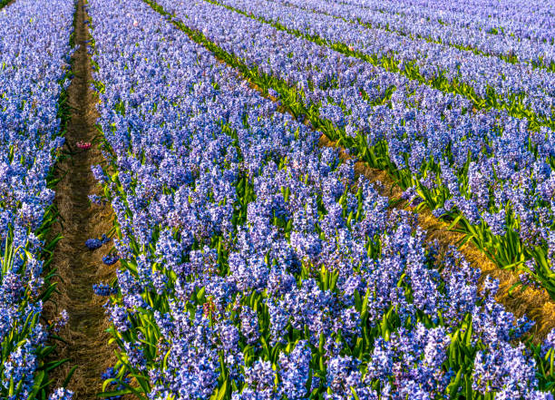 large Field of hyacinths in perspective,  close up. the Netherlands