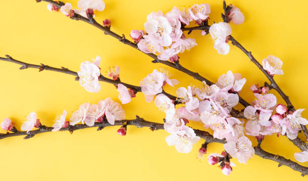 istock Flat lay with copy space. Branches of cherry blossoms during flowering on a yellow background. 1304195146