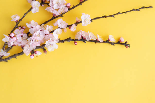 istock Flat lay with copy space. Branches of cherry blossoms during flowering on a yellow background. 1304195175