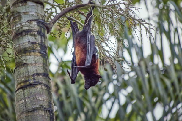 flying fox called megabat, in latin pteropodidae, hangs from a palm tree - shorted imagens e fotografias de stock