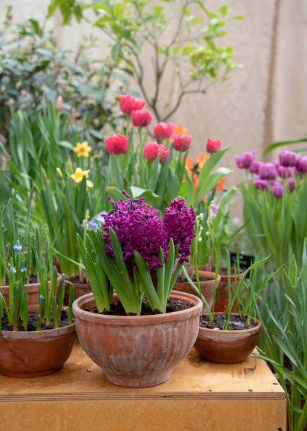 Many ceramic pots with bright flowers are arranged in a row. Many ceramic pots with bright spring flowers are arranged in a row. plant bulb stock pictures, royalty-free photos & images