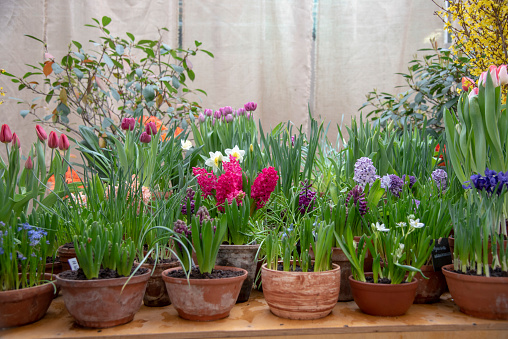Many ceramic pots with bright spring flowers are arranged in a row.