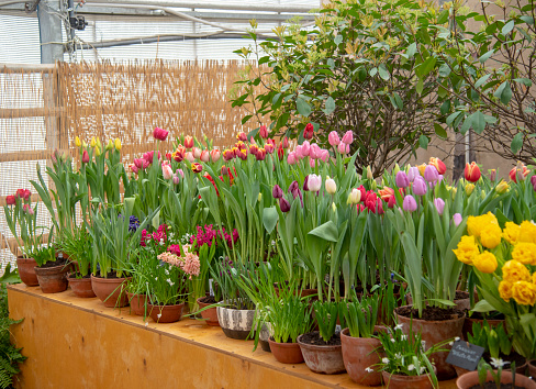 Many ceramic pots with bright spring flowers are arranged in a row.