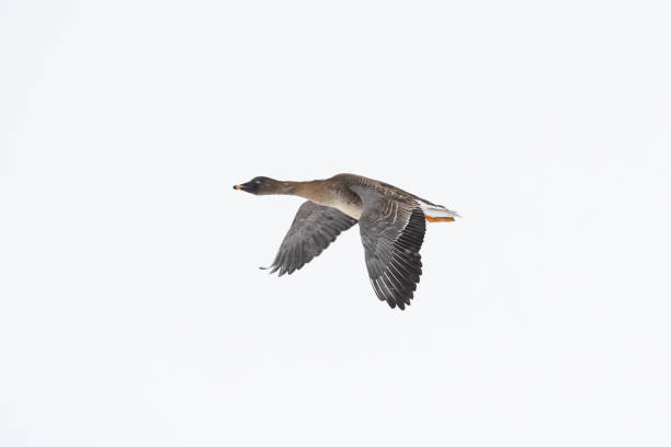 bean goose flying in the snow bean goose flying in the snow anser fabalis stock pictures, royalty-free photos & images