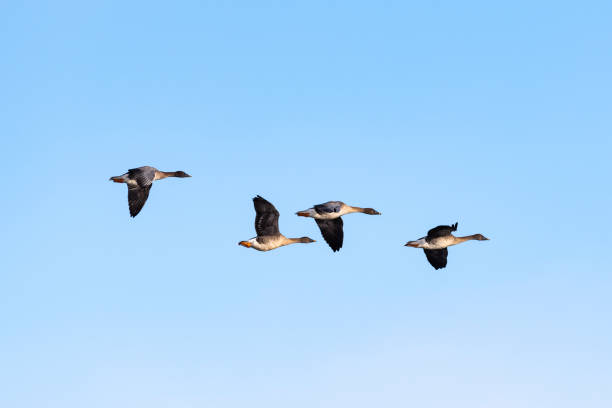 Flying bean goose Flying bean goose anser fabalis stock pictures, royalty-free photos & images