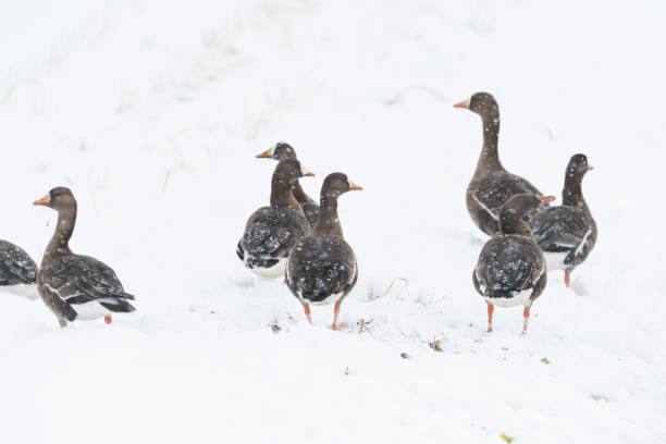 istock a flock of greater white-fronted goose in the snow 1304199287