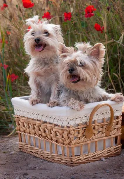 two yorkshire terrier dogs put in a wicker basket in spring, surrounded by red poppies and green vegetation.