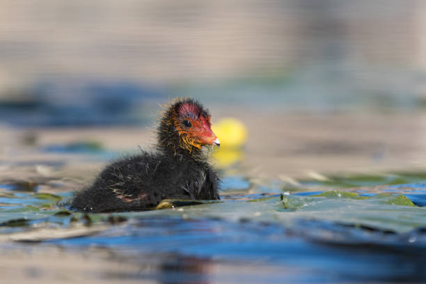 un coot euroasiático nadando (fulica atra) chick. - gallareta americana fotografías e imágenes de stock