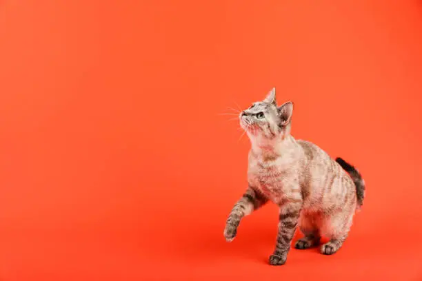 Photo of cat is looking with interest on orange background with copy space