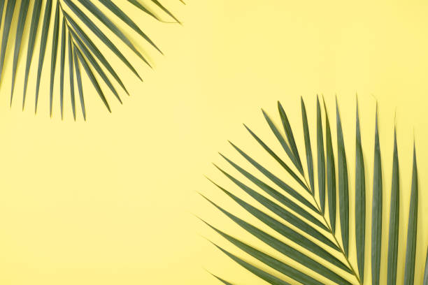 istock Tropical palm leaves isolated on bright yellow background. 1304203645