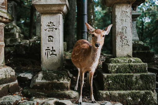 A deer looking into camera in Nara Deer Park, Kyoto, Japan.