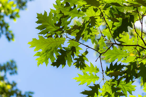 istock The leaves of an oak 1304206441
