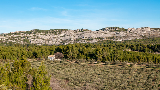 Olive grove in Mouriès, in Les Alpilles (mountain range). Provence - France