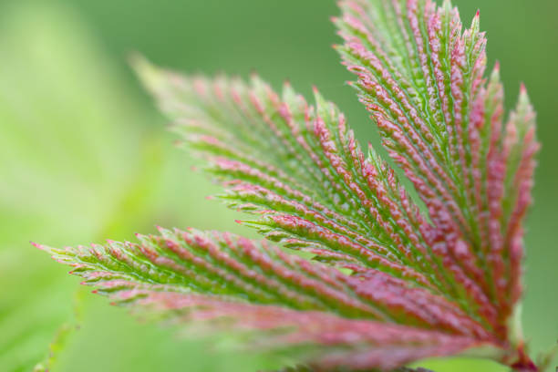Beautiful and textured green sheet close-up.Beautiful and textured green sheet close-up. Macrophotography of flowers and plants