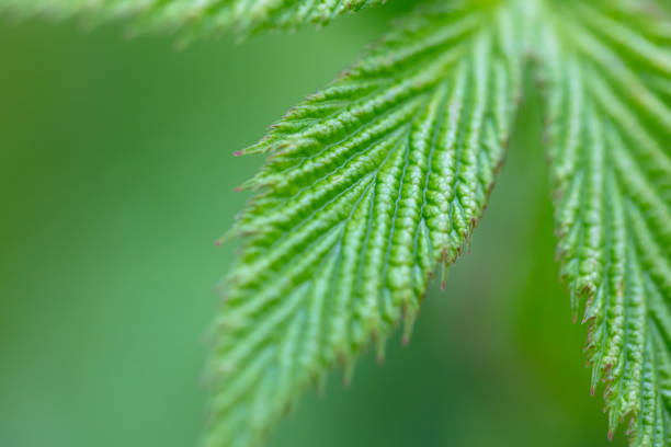 Close-up of vibrant green leaf with visible veins. Macro texture of a leaf with sunlight filtering through.