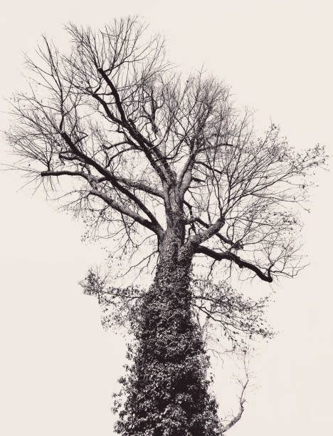 Abstract symmetrical composite of elm trees.