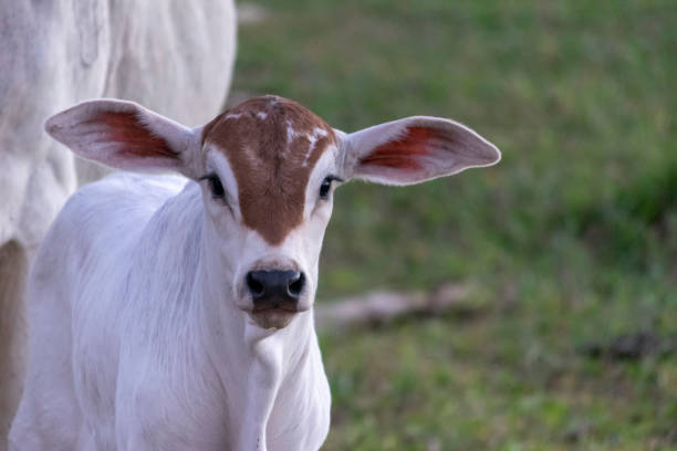 牧草地のネロア子牛。 - ox tail ストックフォトと画像