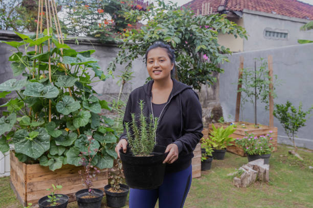 donna malese che trasporta piante d'appartamento in vaso di rosmarino - women large build gardening outdoors foto e immagini stock