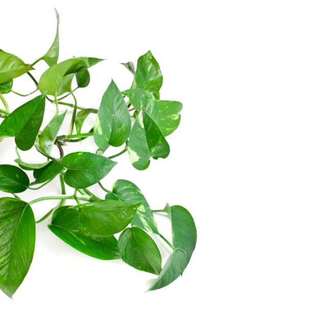istock Syngonium plant 1304211305