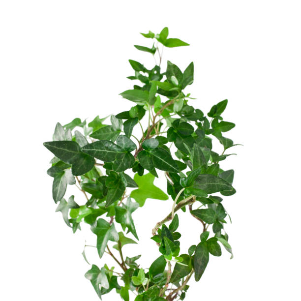 istock Green ivy plant (Hedera helix) 1304211820