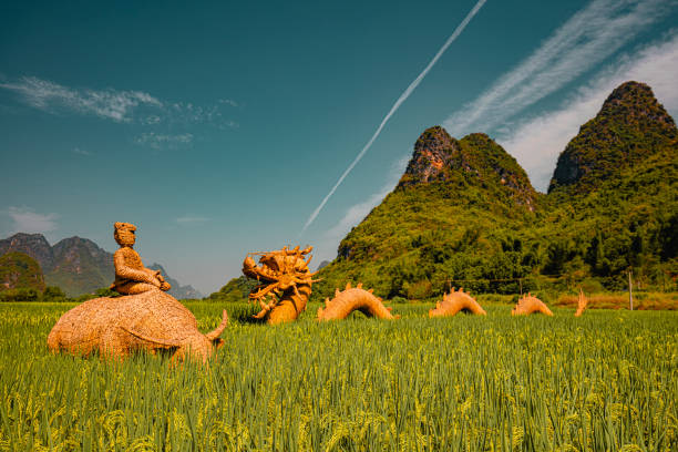 Rice field in Yangshuo Guilin, China