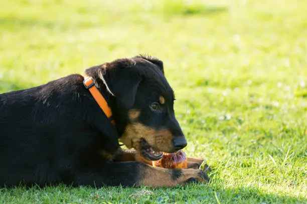adorable young Beauce shepherd dog lying in the green grass and eating an apple