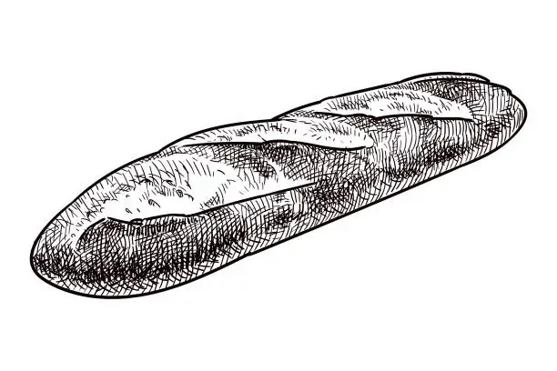 Vector illustration of Vector drawing of a baguette