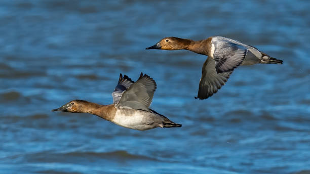 Canvasback Duck on the lake Canvasback Duck on the lake male north american canvasback duck aythya valisineria stock pictures, royalty-free photos & images