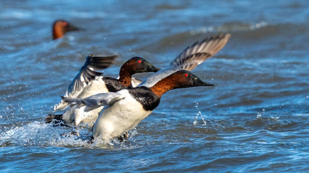 istock Canvasback Duck on the lake 1304215092