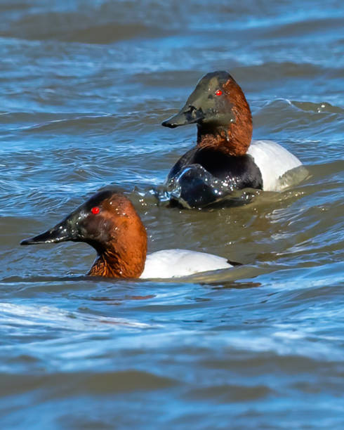 Canvasback Duck on the lake Canvasback Duck on the lake male north american canvasback duck aythya valisineria stock pictures, royalty-free photos & images