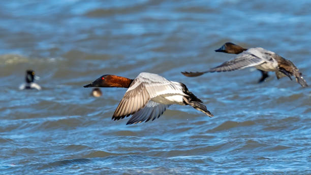 istock Canvasback Duck on the lake 1304215159