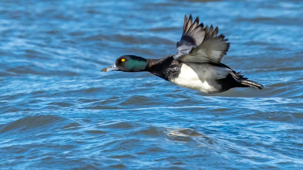 istock Golden Eye Duck on the lake 1304215229