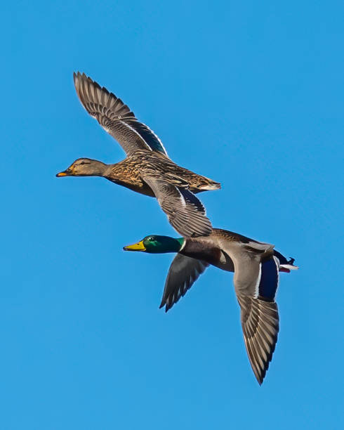 istock Male Mallard duck in flight 1304215242