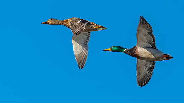 istock Male Mallard duck in flight 1304215256