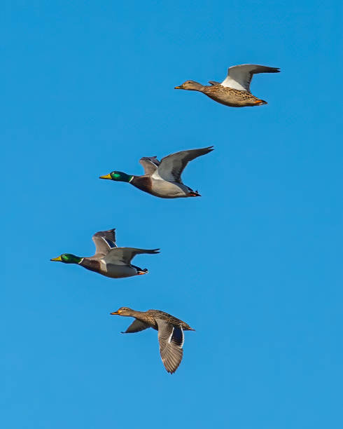 istock Male Mallard duck in flight 1304215270