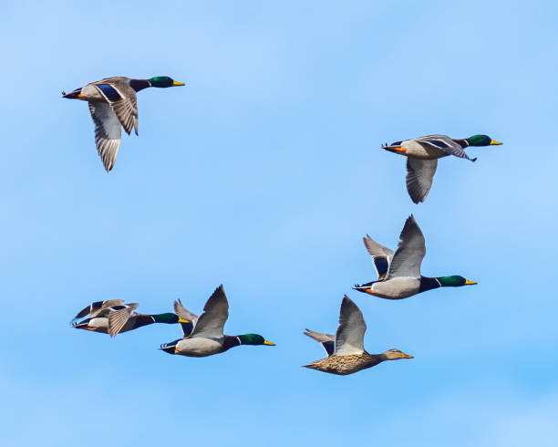 istock Male Mallard duck in flight 1304215281