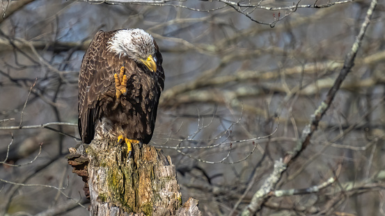 Bald Eagle Perched and looking for its next meal