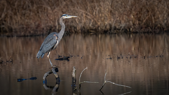 Great Blue Heron bird hunting