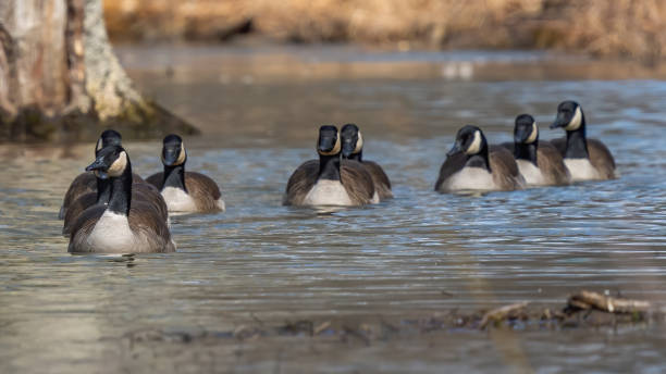 istock Canadian Geese at Huntley Meadows 1304216071