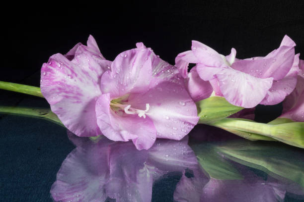 la hermosa flor gladiolus descansa sobre la mesa con reflexión. - gladiolus flower white isolated fotografías e imágenes de stock