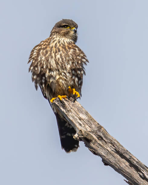 istock Merlin small raptor bird falcon 1304217622